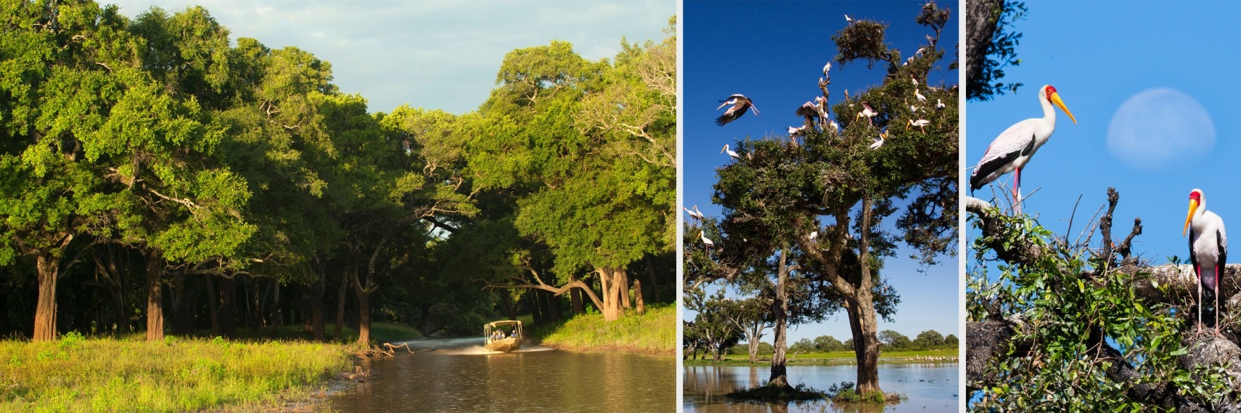 Activities and Wildlife