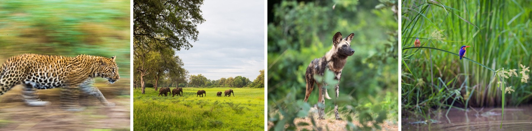 South Luangwa Wildlife