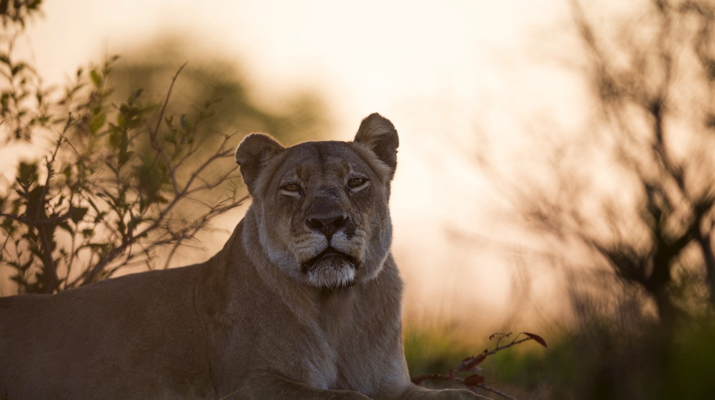 How One Lioness Saved This African National Park