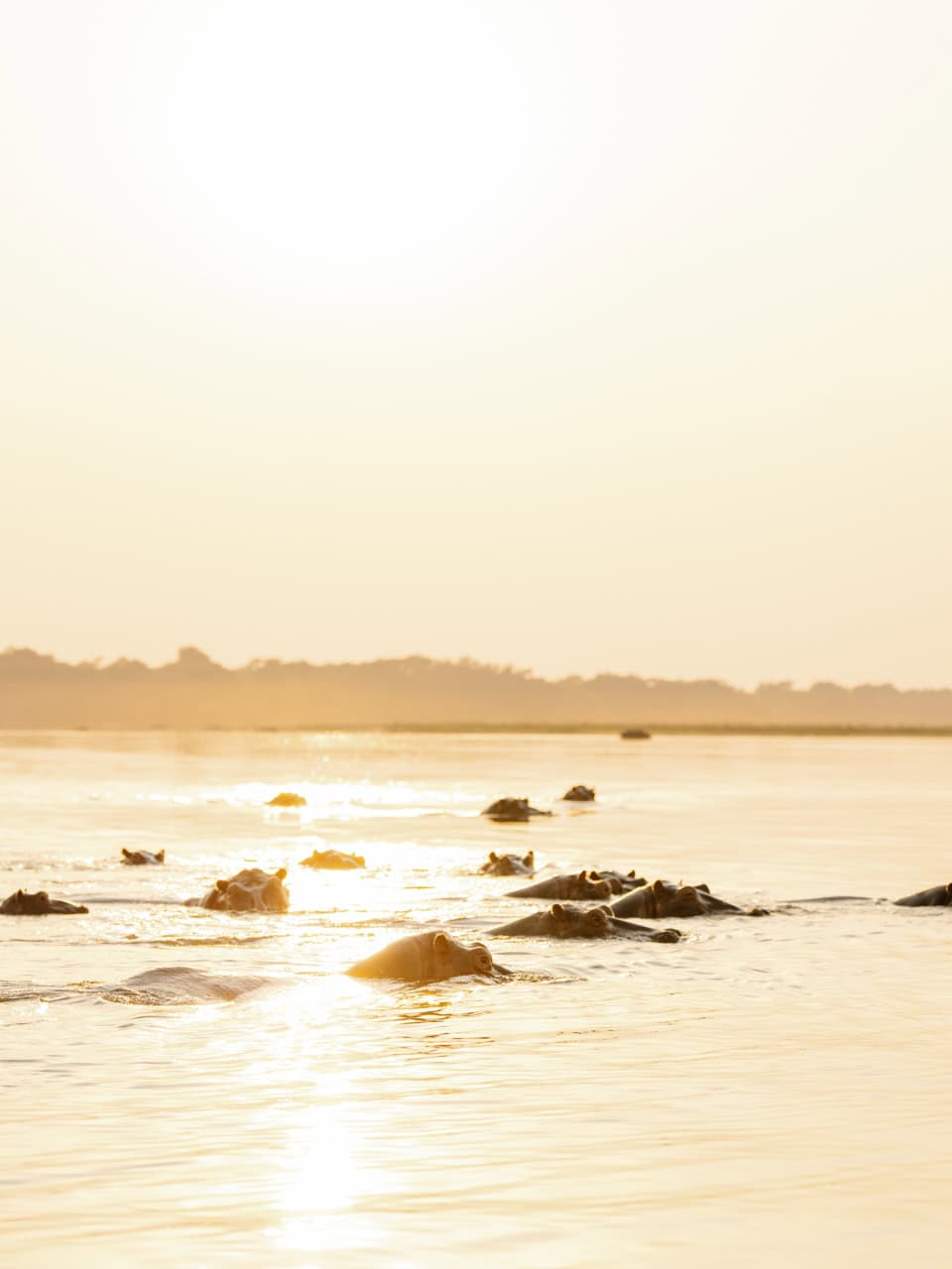 Hippos_Game_Drive_Chongwe_Camp_Time+Tide_©_Oliver_Fly_Photography-11