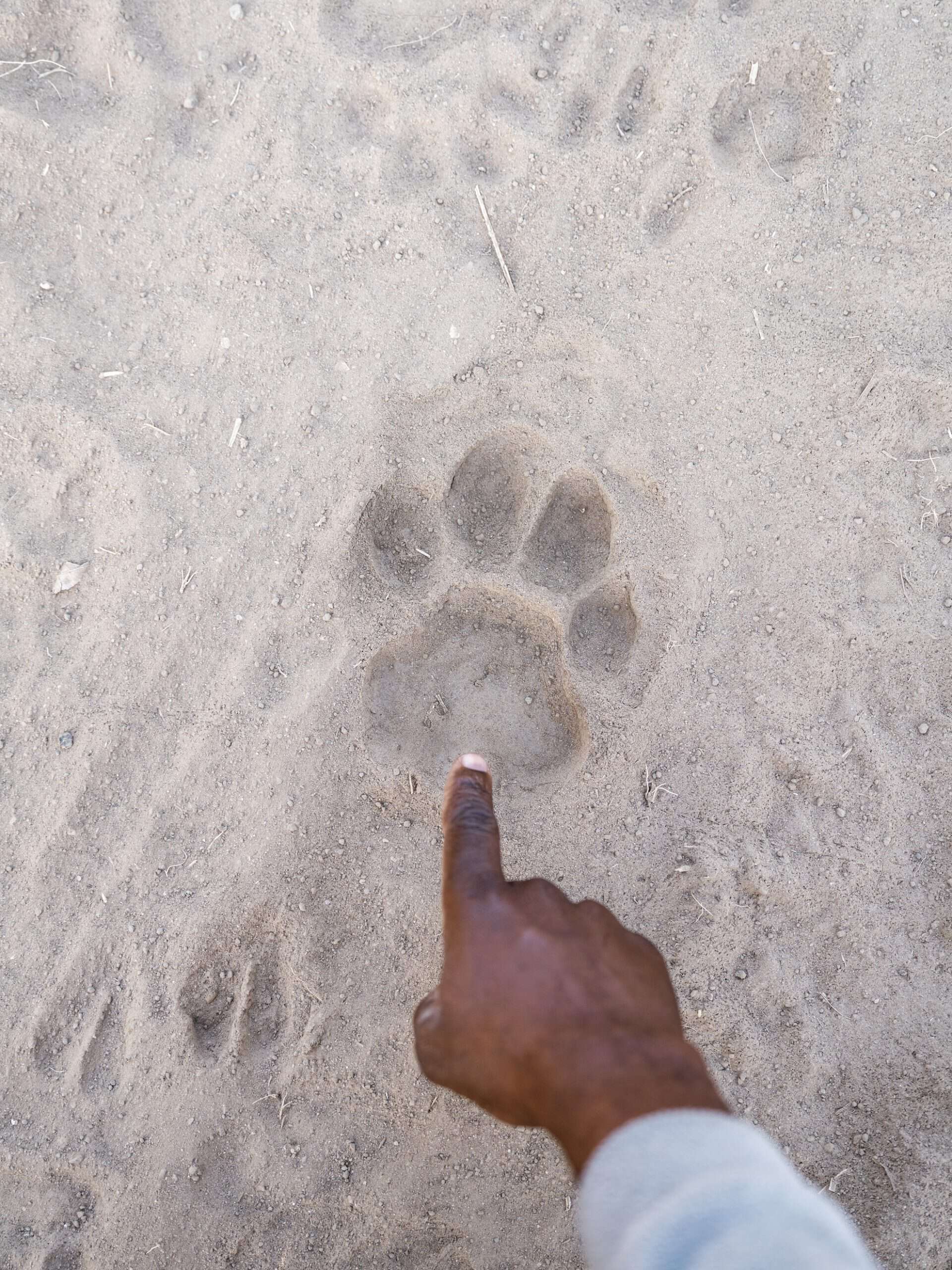 Pointing out tracks in the sand on a walking safari