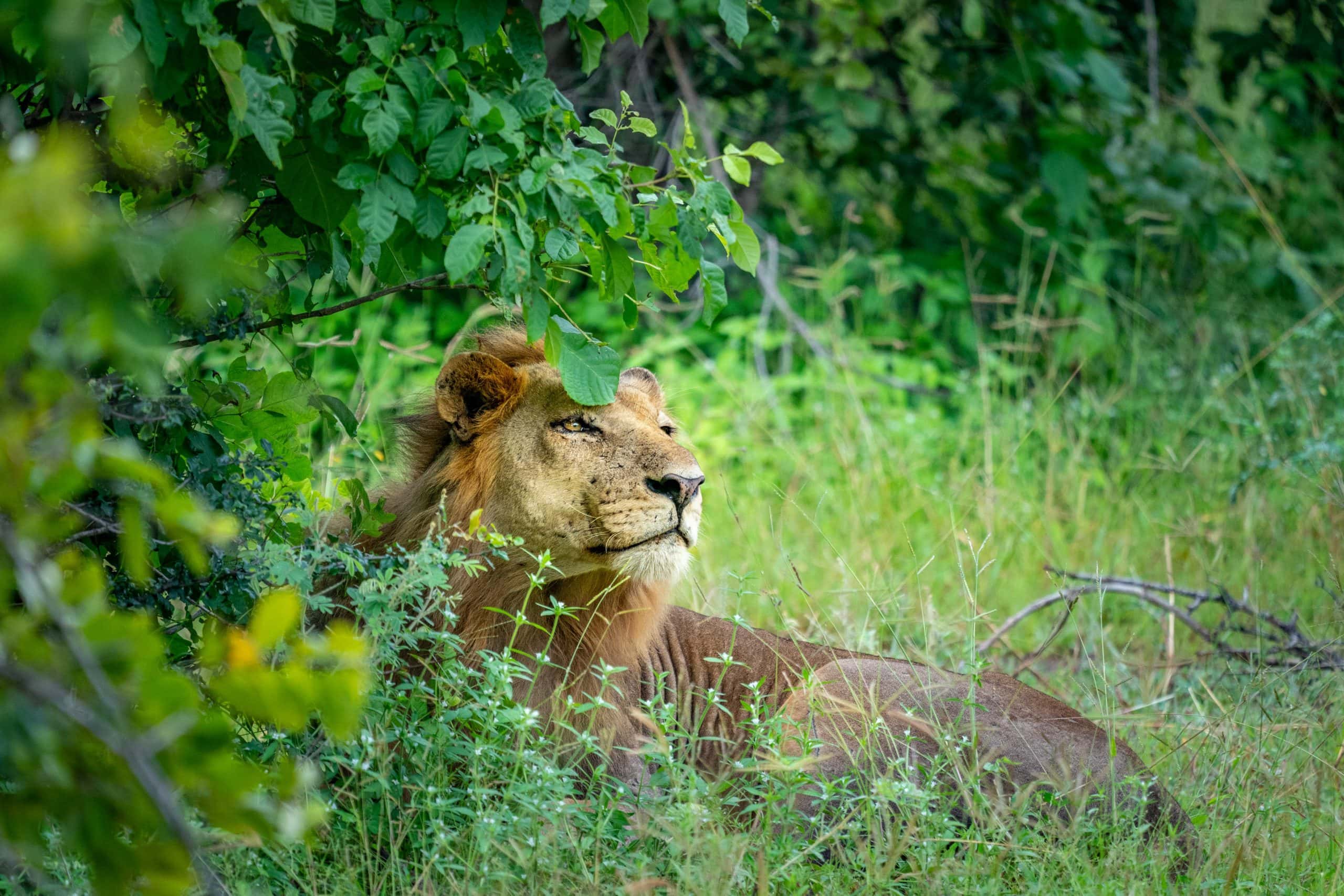 Safaris: Zambia’s Green Season Safari, Rivers, Rainbows, and the Quietest Kind of Luxury 