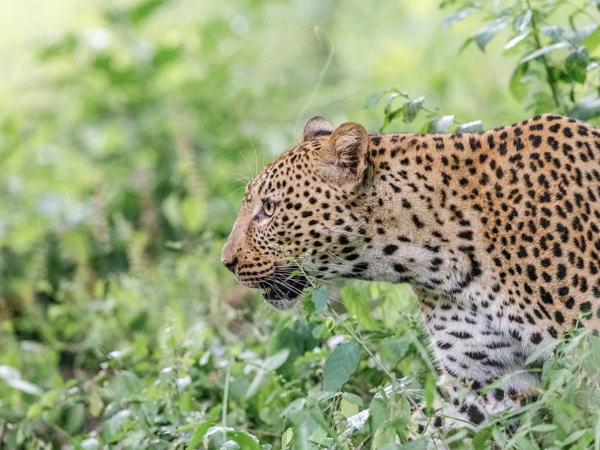 A leopard stalking through the lush growth on safari with Time + Tide in the South Luangwa Zambia