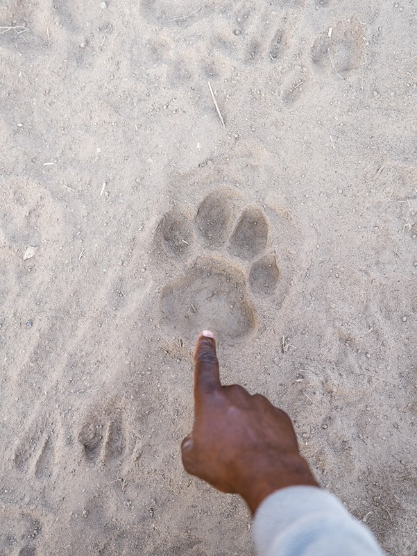 Big cat footprint being pointed out by a professional Time + Tide Safaris guide on a walking safari in Zambia.©_Oliver_Fly_Photography-160-1 (1)
