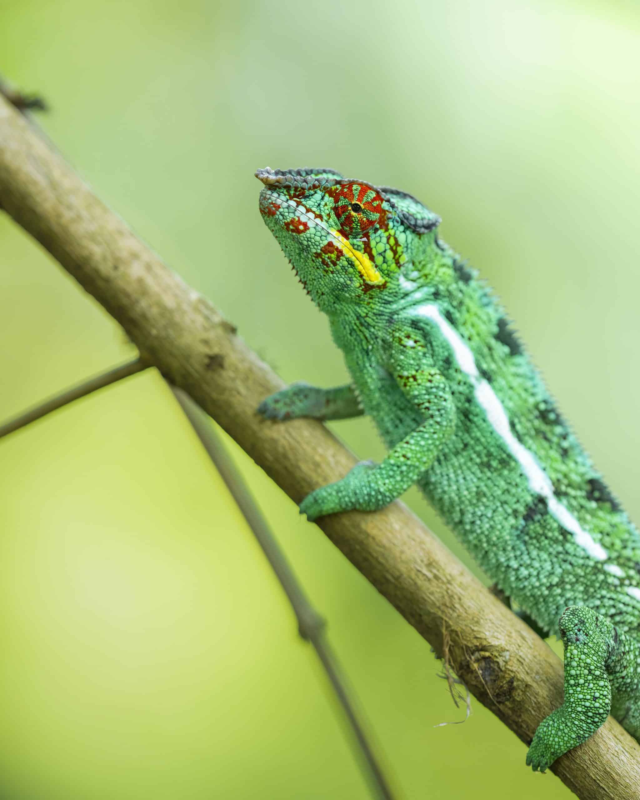 Colourful chameleon in Madagascar with Time + Tide