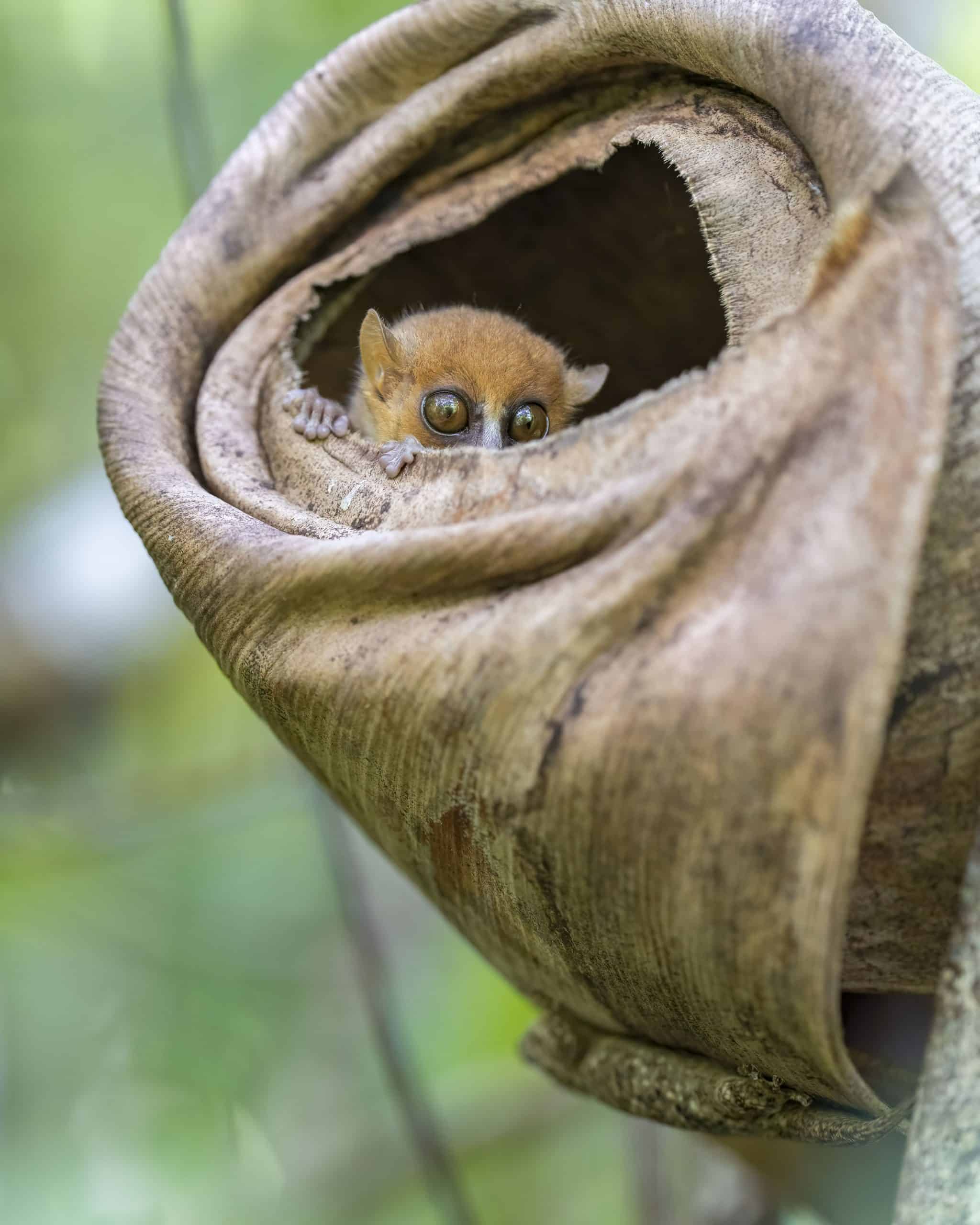 Mouse lemur in Madagascar