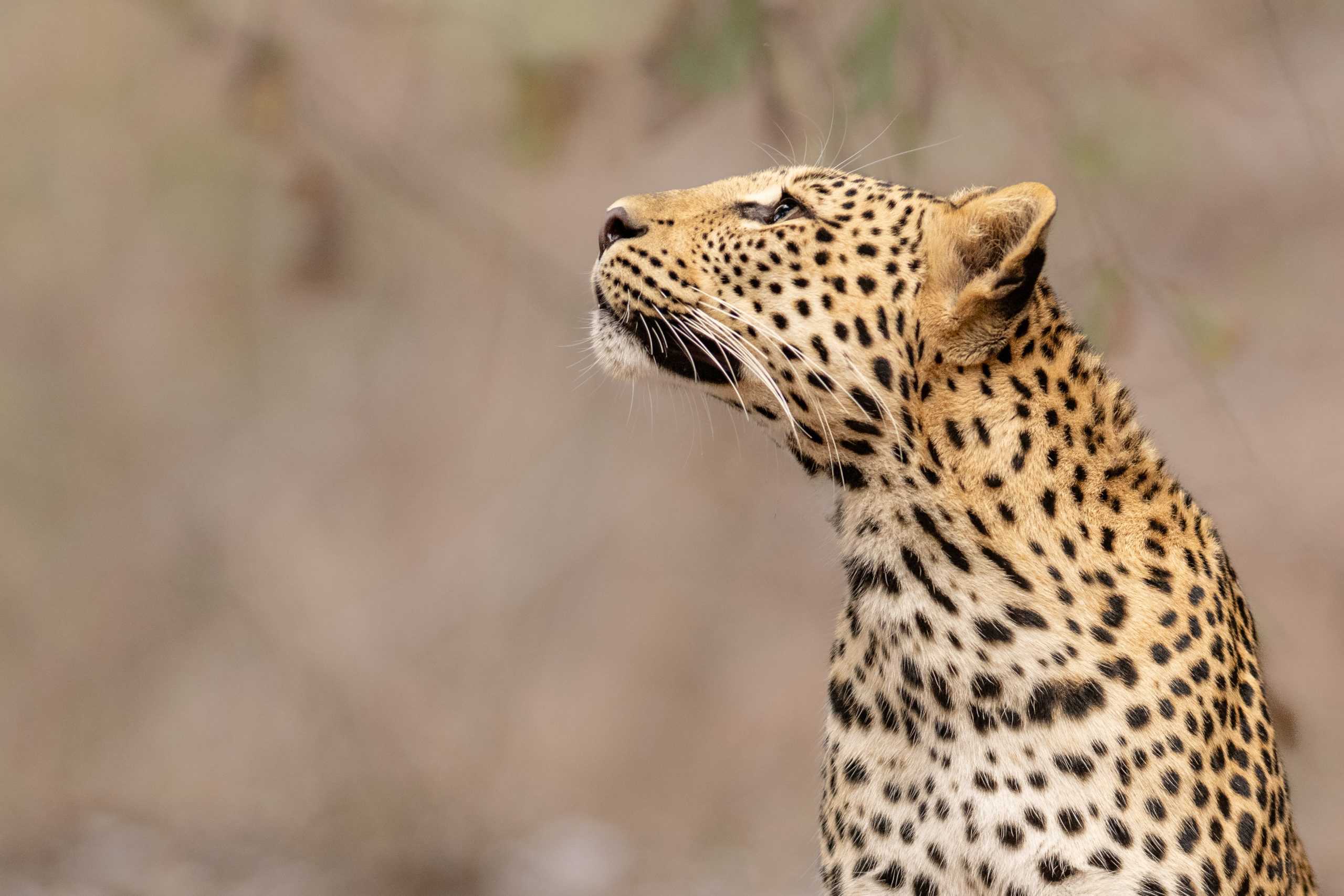 A leopard looking upwards on safari with Time + Tide in Zambia
