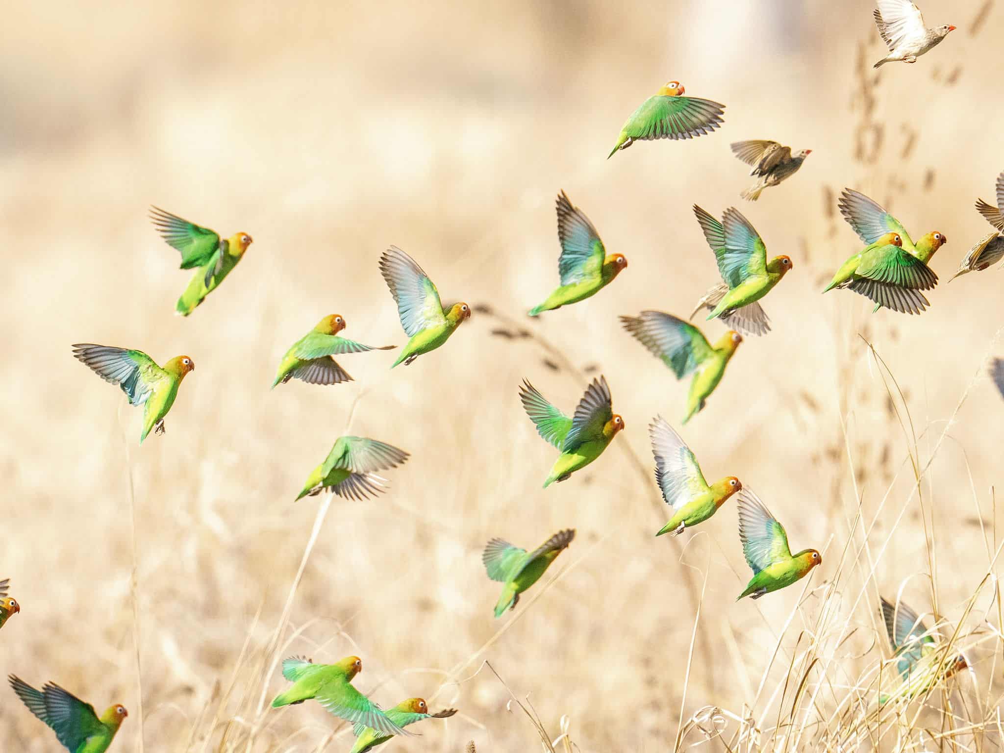 A flock of birds taking flight