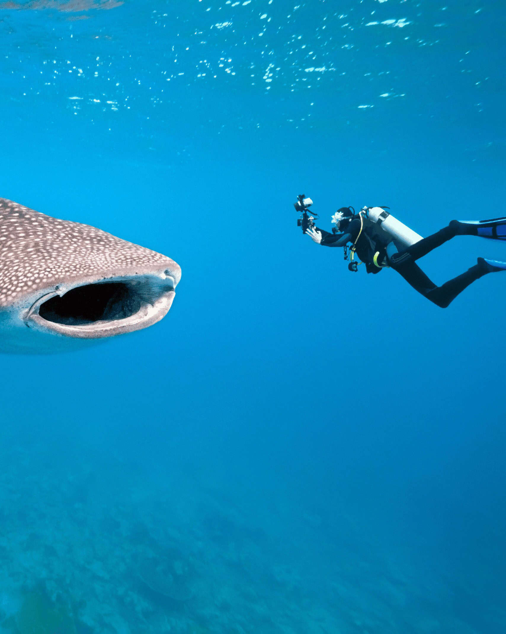 A scuba diver diving with a whale shark with Time + Tide Tsara Komba in Madagascar