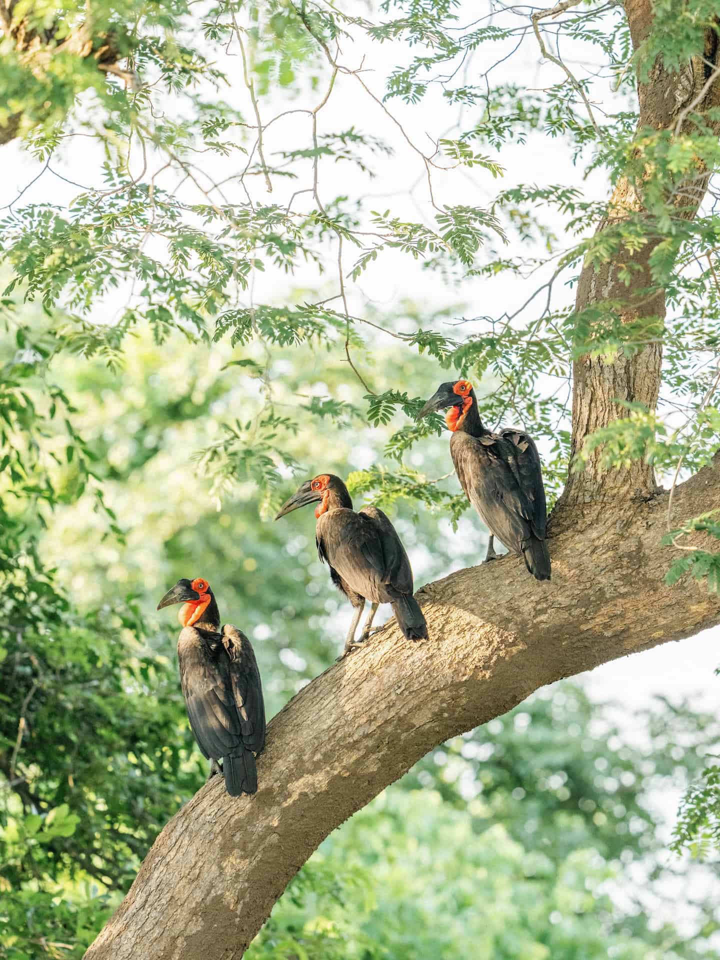 Three ground hornbills sitting on the branch of a tree on safari in Zambia with Time + Tide