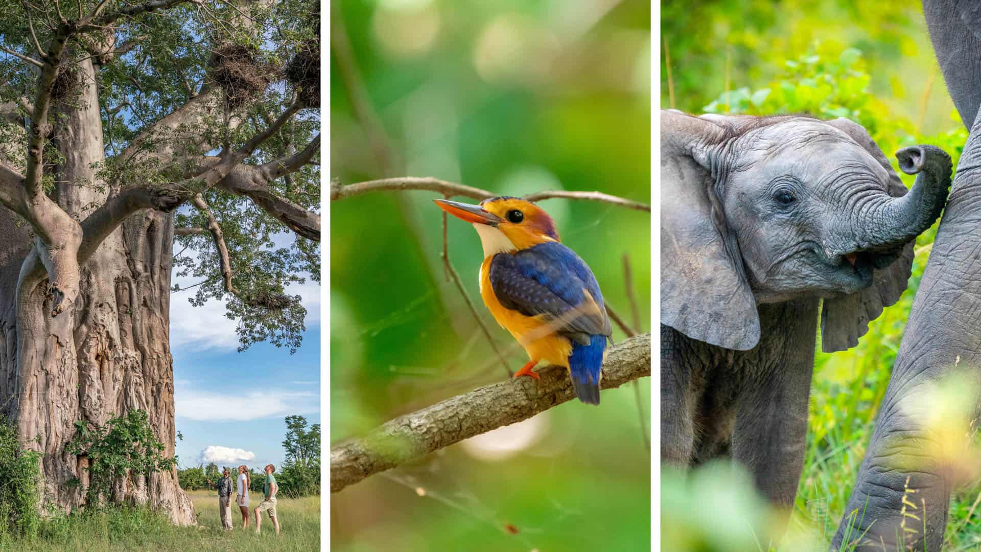 The beautiful wildlife, birdlife and landscape seen in the South Luangwa During the Green Season