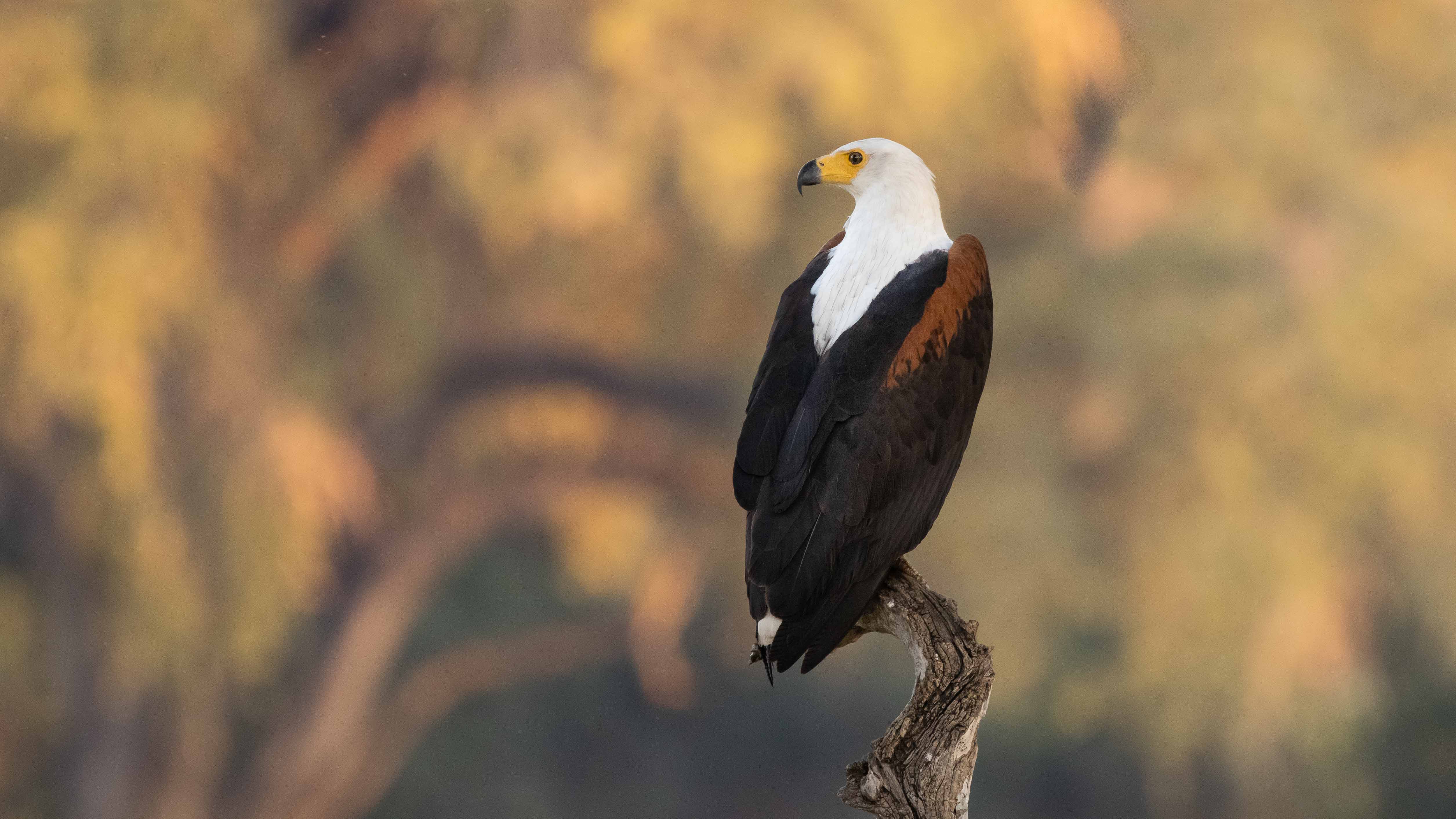 An african fish eagle perched on top of a branch in Zambia with Time + Tide Safaris