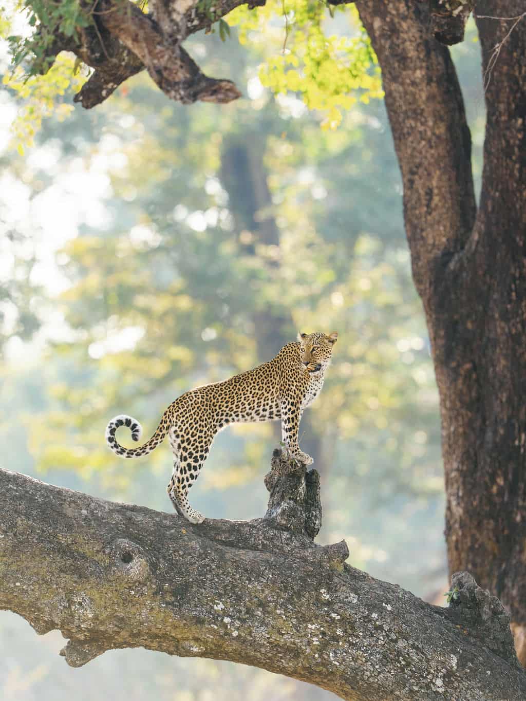 Game_Drive_Chinzombo_©_Oliver_Fly_Photography_101-4