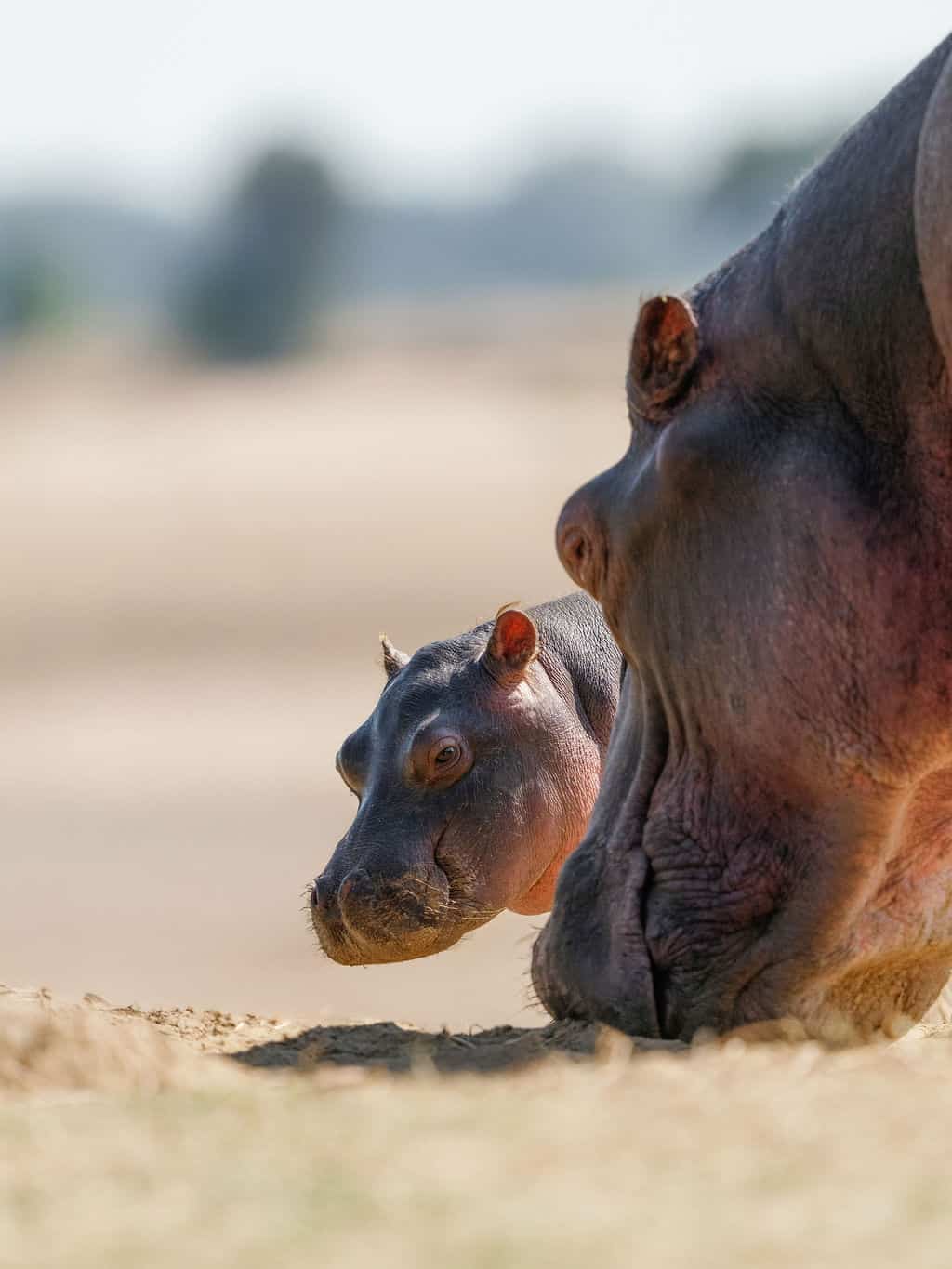 Game_Drive_Chinzombo_©_Oliver_Fly_Photography_213