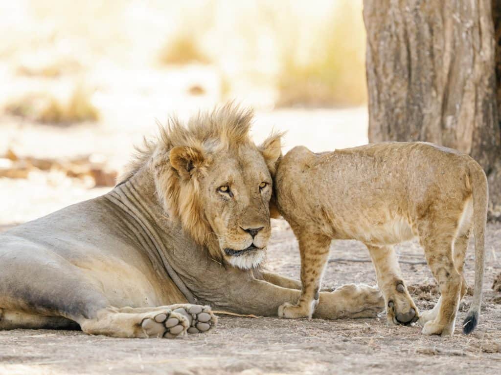 Male lion and cub