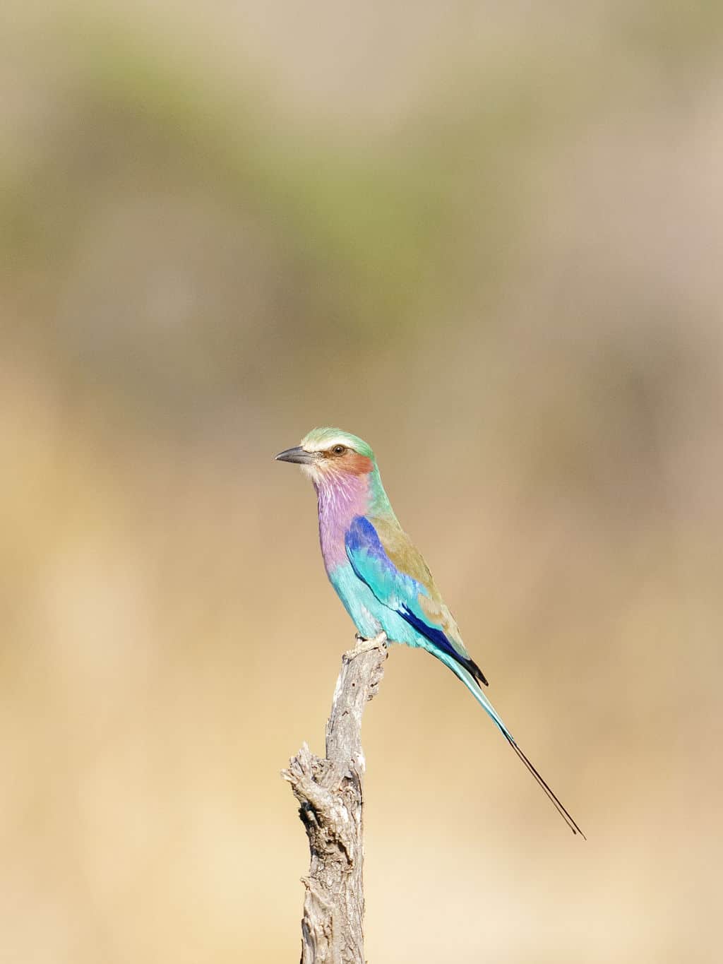 Game_Drive_Kakuli_©_Oliver_Fly_Photography_85