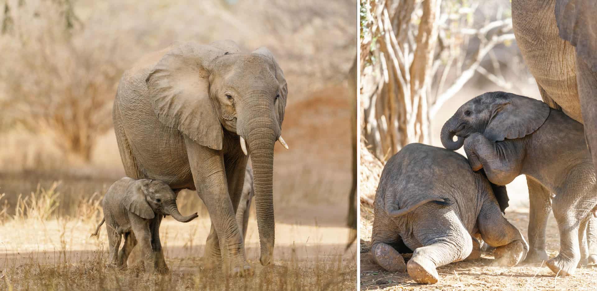 Collage of two images of elephants on safari in Zambia with Time + Tide