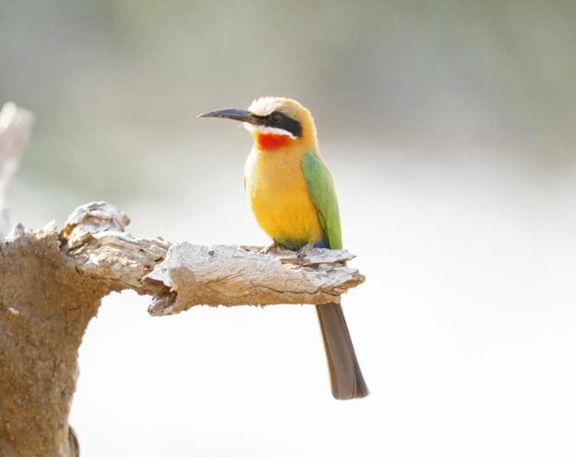 Game_Drive_Chongwe_House_©_Oliver_Fly_Photography_117