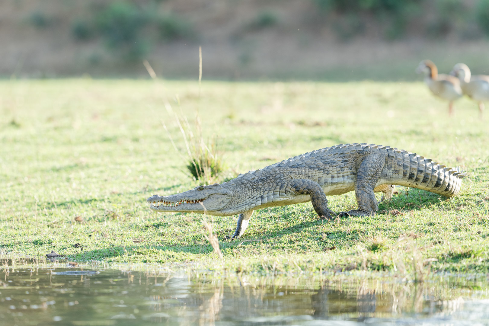 Game_Drive_Chongwe_House_©_Oliver_Fly_Photography_185
