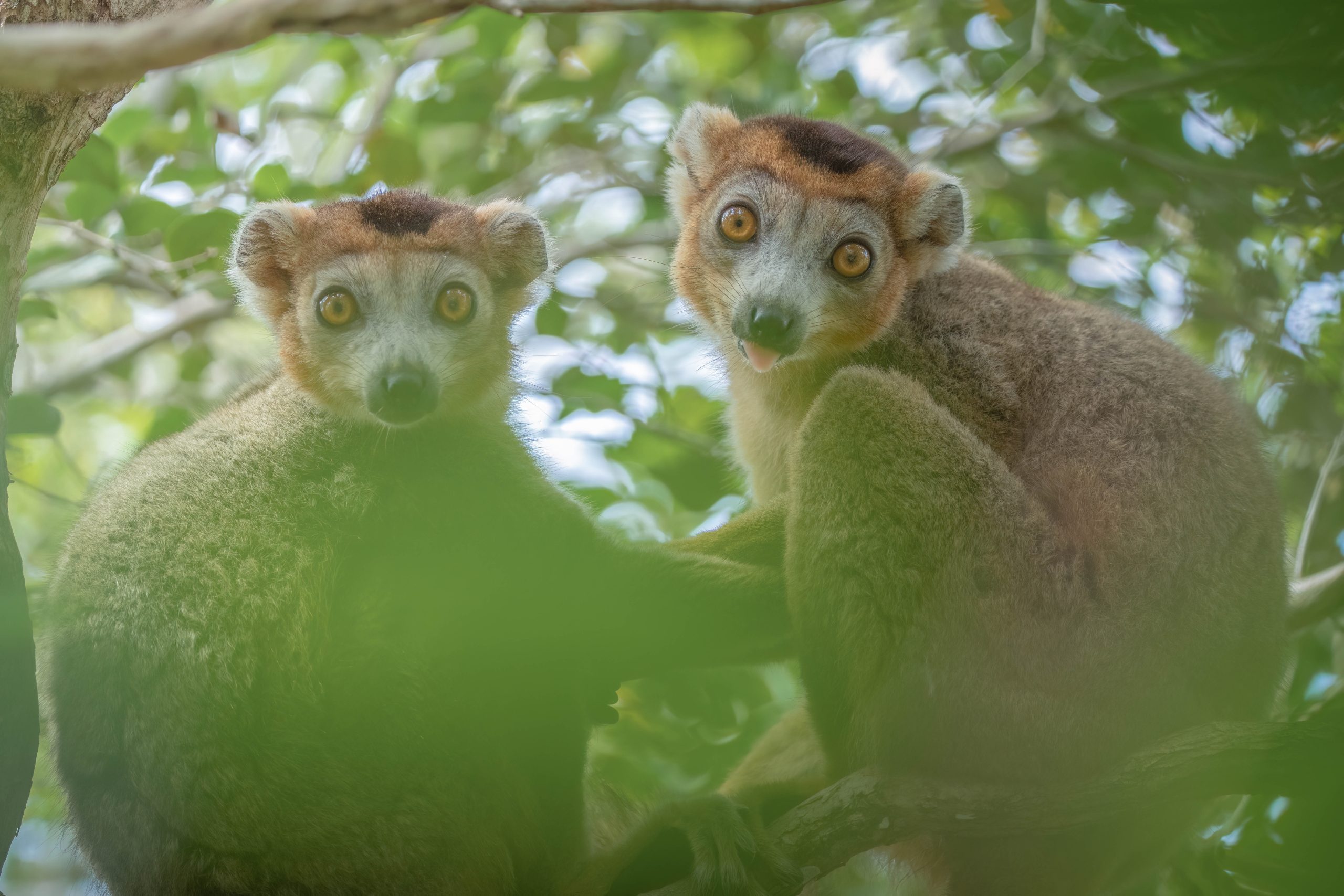 Miavana: Single-Animal Safaris Are All the Rage—Here Are 5 of the Best