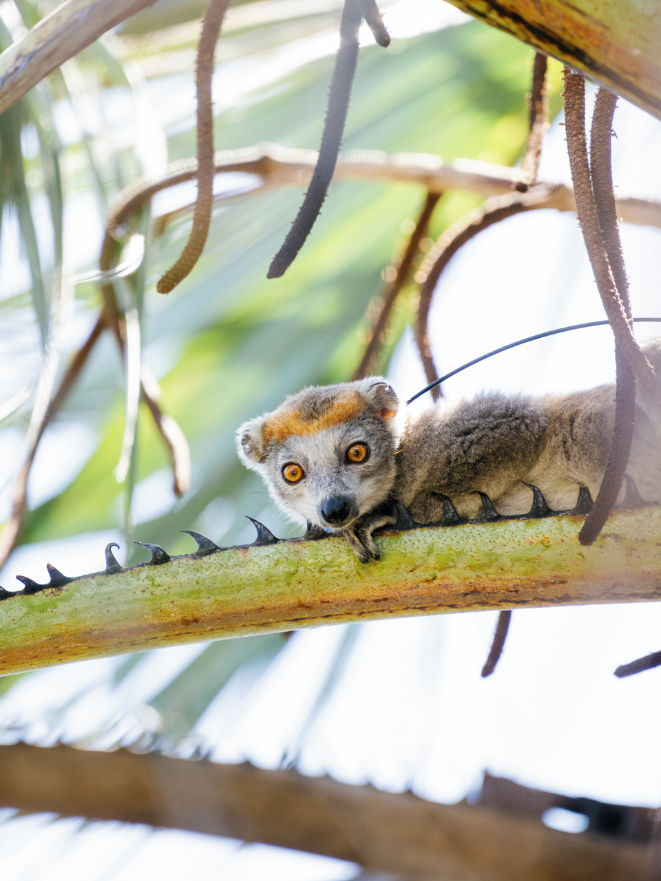 Miavana + Tsara Komba: This Island Full of Natural Wonders Is a Fast-Rising African Travel Destination