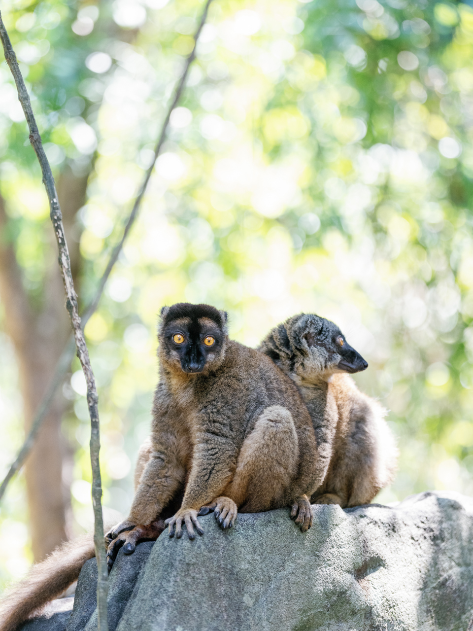 Nosy_Iranja_&_Lemur_Island_Tsara_Komba_©_Oliver_Fly_Photography_48