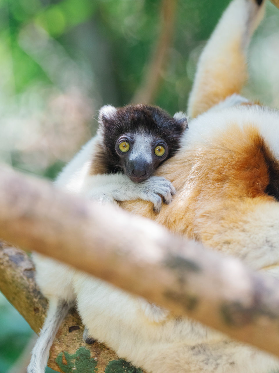 Nosy_Iranja_&_Lemur_Island_Tsara_Komba_©_Oliver_Fly_Photography_60