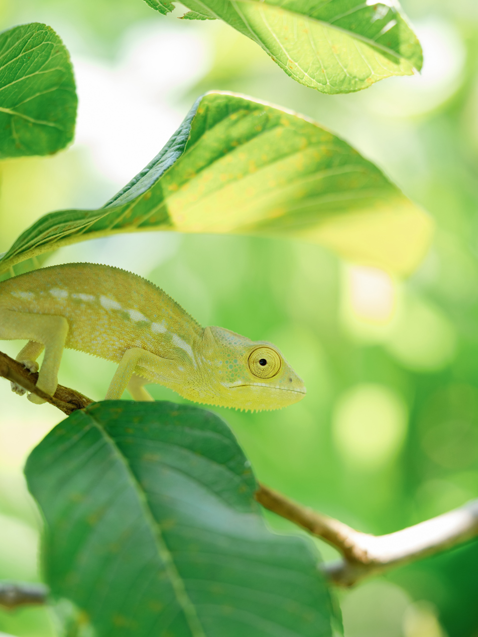 Tsara Komba: Madagascar Rising