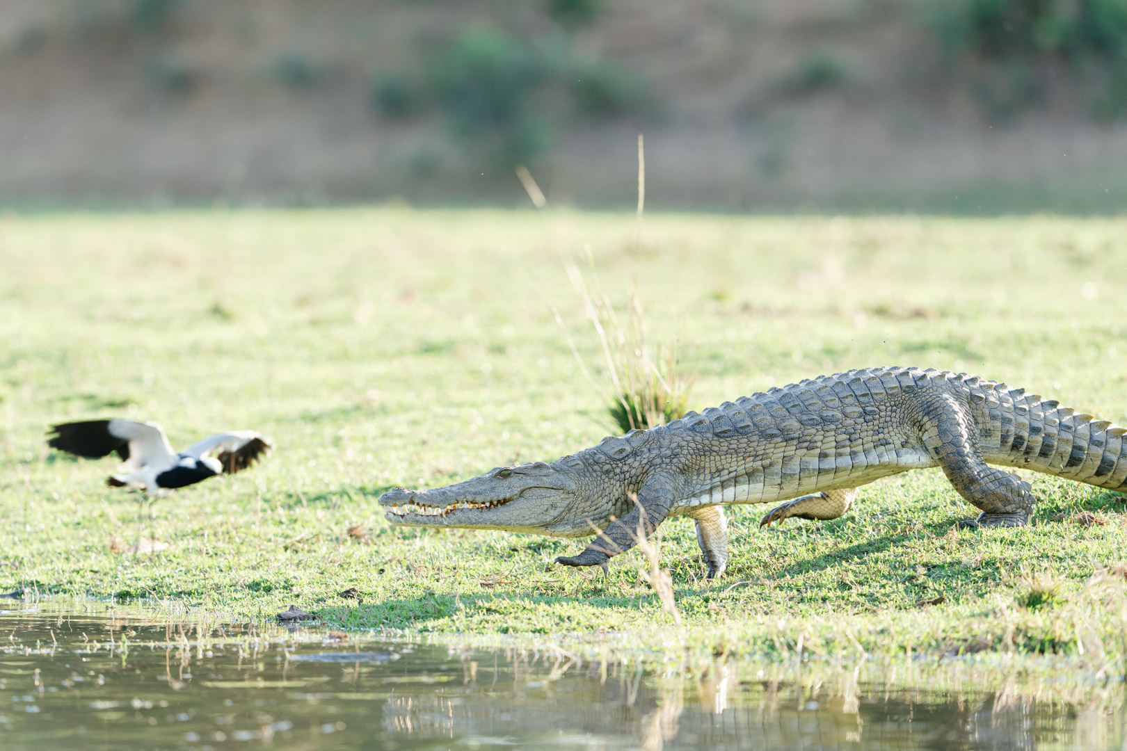 Game_Drive_Chongwe_House_©_Oliver_Fly_Photography_186